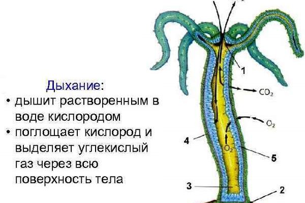 Кракен современный маркетплейс