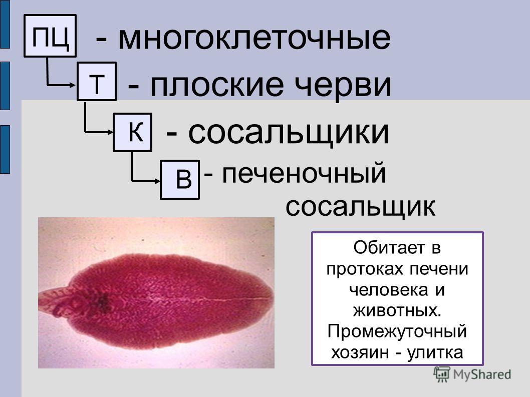 Кракен что продается